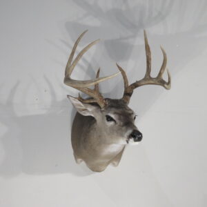 Whitetail Trophy Taxidermy for sale.  W-163S