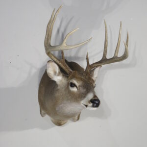 Whitetail Taxidermy Mount for sale.  W-164S