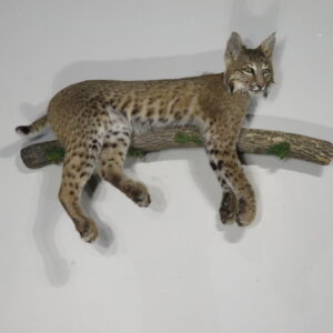 Bobcat Life-size taxidermy for sale.  C-114BC