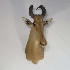 African Western Hartebeest Taxidermy for sale.  X-130HB