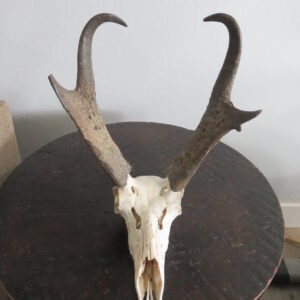 Pronghorn European Mount with Large 14" horns for sale.  A-140E