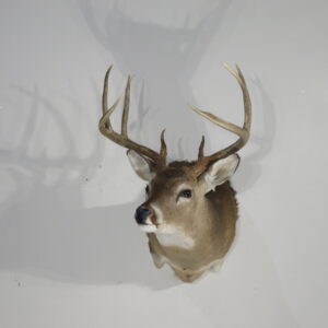 Whitetail Taxidermy Mount for sale.  W-165S