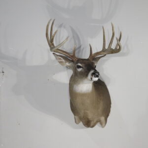 Whitetail trophy taxidermy for sale.  W-166S