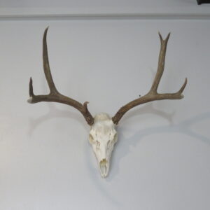 Mule Deer European mount for sale.  M-147E