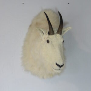 Mountain Goat Taxidermy for sale.  O-123G
