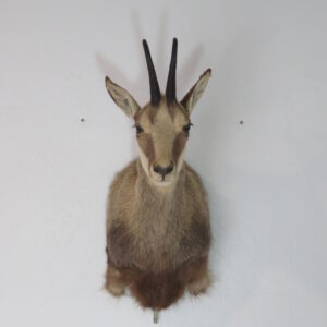 Chamois taxidermy for sale.  X-123CH