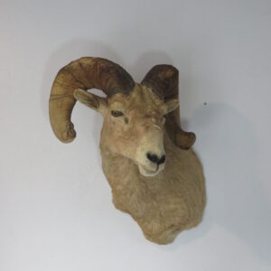 Desert Bighorn Ram taxidermy for sale.  S-136DB