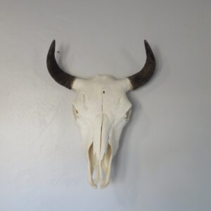 Bison Skull taxidermy for sale.  O-121BI