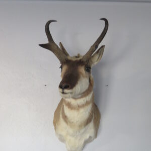 Pronghorn Antelope Taxidermy for sale.  A-139S