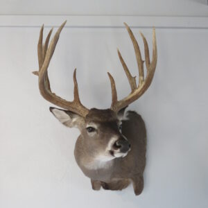 Trophy Class Whitetail Mount for sale.  W-153S