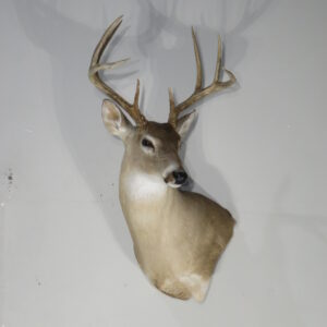 Texas Whitetail Shoulder Mount Taxidermy for sale.  W-167S