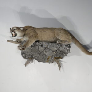 Mountain Lion Life Sized taxidermy for sale.  L-114LS