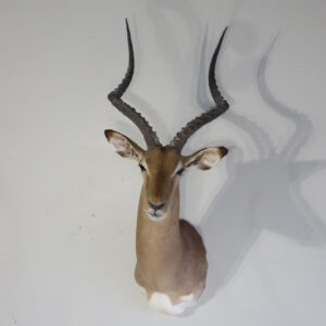 Impala Trophy Class Taxidermy for sale.  X-150IM