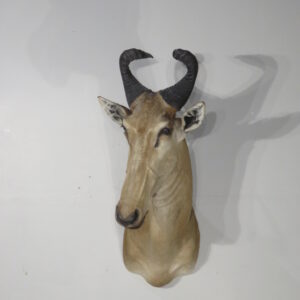 Lichtenstein Hartebeest Shoulder mount taxidermy for sale.  X-131HB