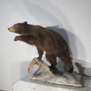 Life-Sized Black Bear taxidermy for sale.  B-126S