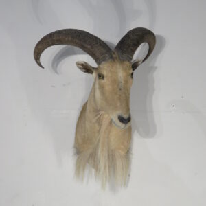 Aoudad (Barbary) Sheep taxidermy for sale.  S-101AD