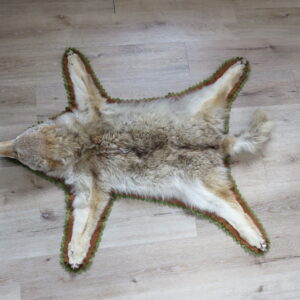 Coyote Taxidermy Rug for sale.  P-118CC