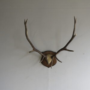 Rocky Mountain Elk Antlers on plaque for sale.  E-120R