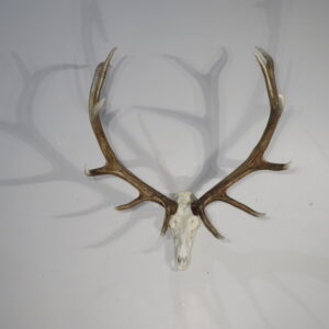 Large Utah Elk European Mount for sale.  E-130E