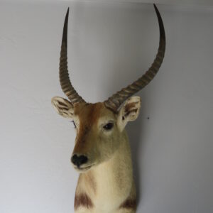Southern Lechwe Taxidermy for sale.  X-110LE