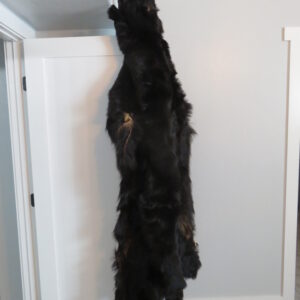 Large Alaskan Black Bear tanned hide for sale.  B-145SK