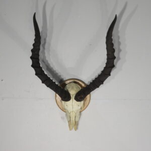 Impala European mount on plaque for sale.  X-151IM