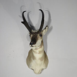 Pronghorn Antelope Taxidermy mount for sale.  A-140S