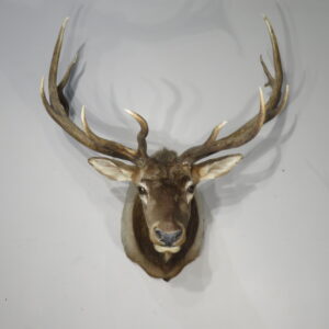 Rocky Mountain Elk 6x6 Bull shoulder mount for sale.  E-131S