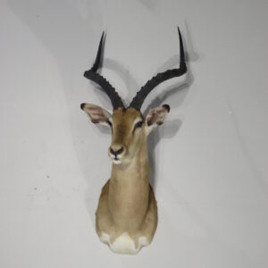 Impala Taxidermy mount for sale.  X-152IM