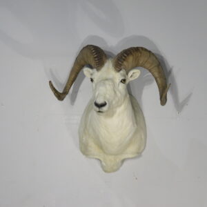 Alaskan Dall Sheep Ram Taxidermy for sale.  S-136DA