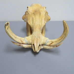 Warthog Skull and Tusks for sale.  X-152WH