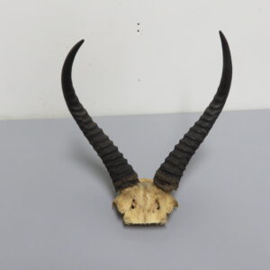 Reedbuck Taxidermy Horns for sale.  X-149RB