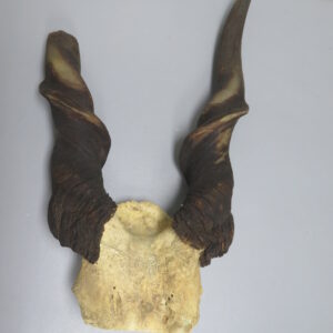 Eland Horns for sale.  X-149EL