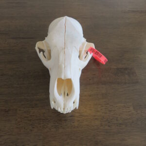 Black Bear Taxidermy skull for sale.  B-121SK