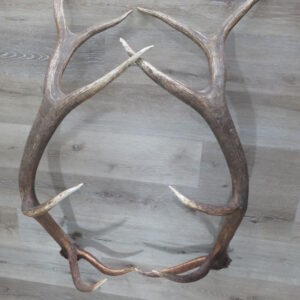 Elk Antlers for sale.  E-120A