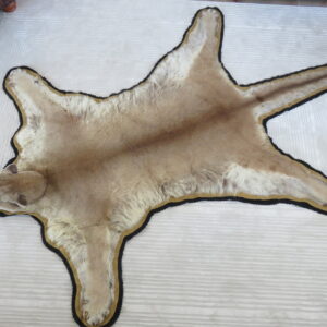 Extra Large Mountain Lion Taxidermy rug for sale.  L-116R