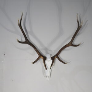 European Elk Mount Taxidermy for sale.  E-131E