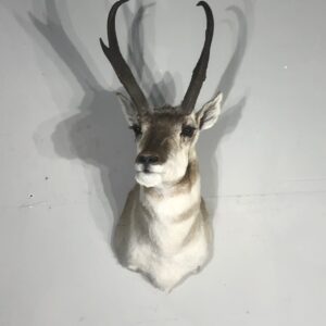 Pronghorn Taxidermy Mount for sale.  A-142S