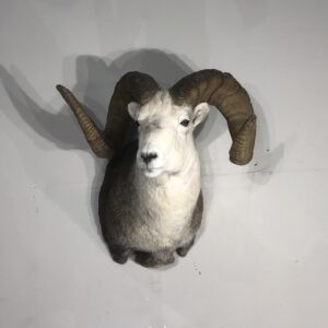 Stone Sheep Trophy Mount Taxidermy for sale.  S-129ST