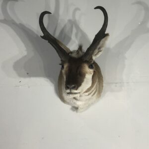 Pronghorn Antelope taxidermy for sale.  A-143S