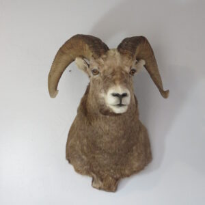 Bighorn Ram Taxidermy for sale.  S-137BH