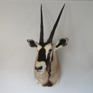 African Gemsbok Taxidermy for sale.  X-158OR