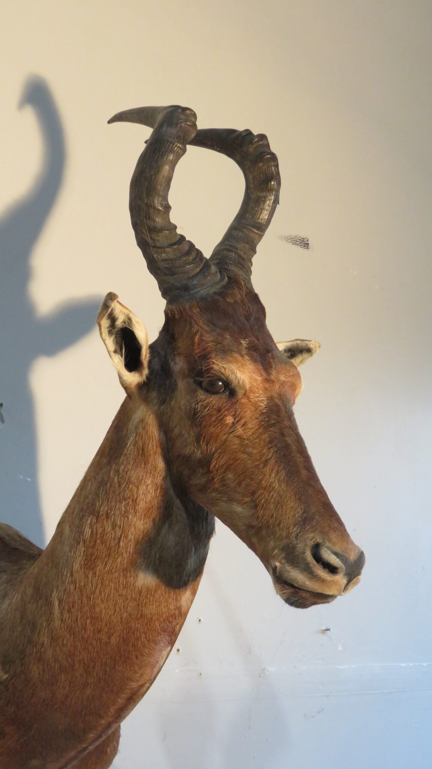 IMG_8588